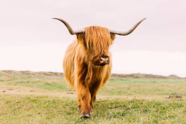 istock Single bull with very long horn from the front 1212603753