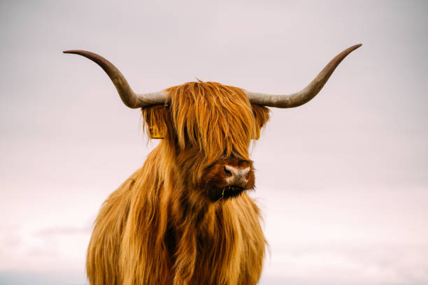 istock Single bull with very long horn from the front 1212603851