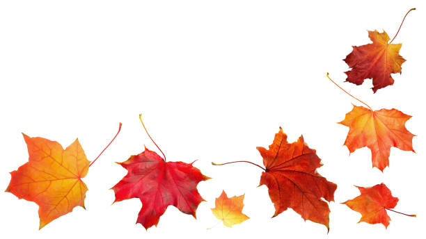 istock Autumn orange  leaves falling down Isolated on white background 1212603866