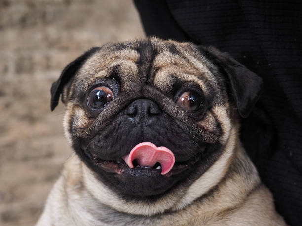 Portrait of a funny dog. Folded muzzle of a pug