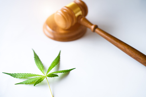 gavel judge with cannabis leaf plant on white backdrop, law of cannabis concept