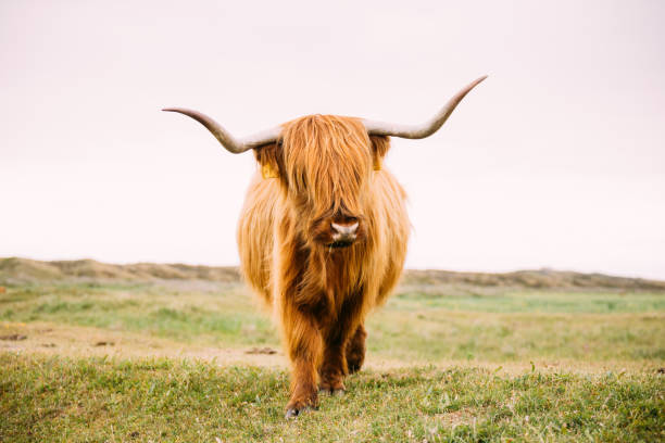 istock Single bull with very long horn from the front 1212603881