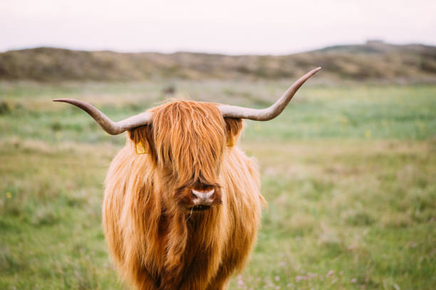 istock Single bull with very long horn from the front 1212603905
