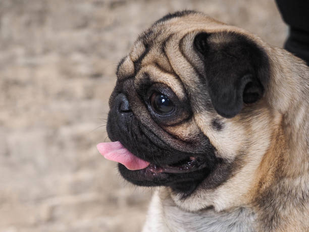 istock Portrait of a funny dog. Folded muzzle of a pug 1212603913