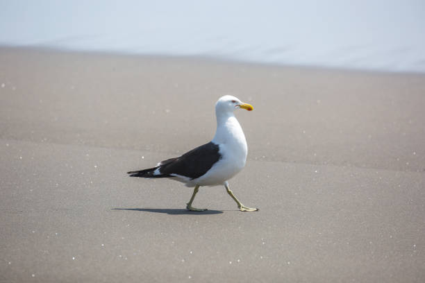 New Zealand: Southern Black-Backed Gull A Southern Black-Backed Gull (Kelp Gull, Dominican Gull, Larus dominicanus) walks along Piha Beach on New Zealand’s North Island. kelp gull stock pictures, royalty-free photos & images
