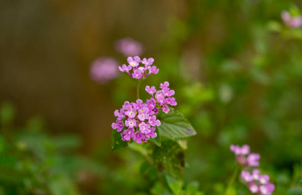 Purple Vervain