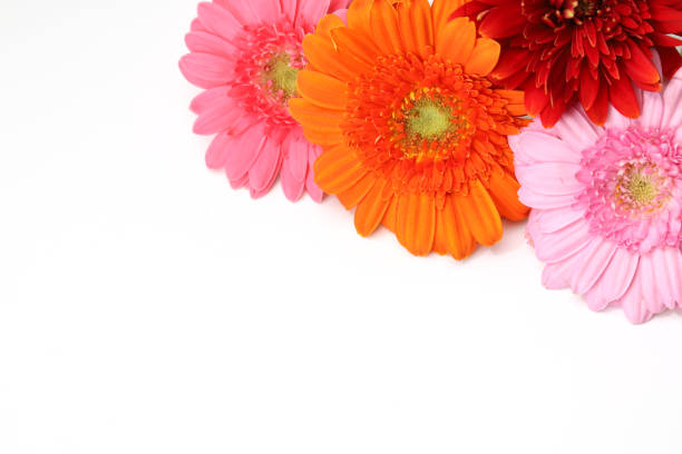 istock transvaal daisies in a white background 1212605044