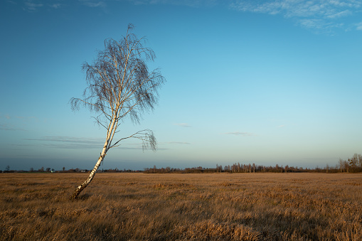 Lonely birch tree growing on a dry meadow and the evening sky