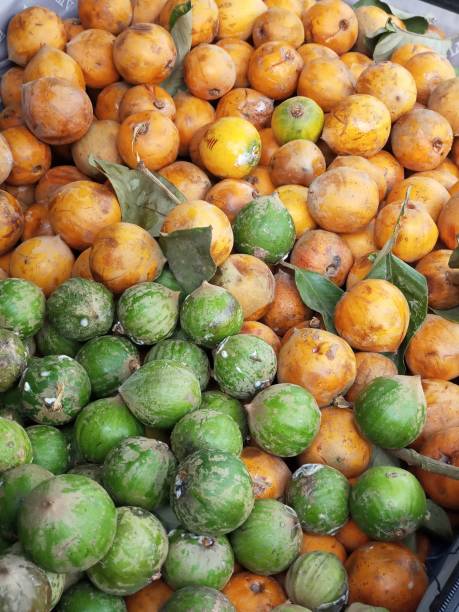Agbalumo, African White Star Apple Tropical fruits common in West Africa chrysophyllum cainito stock pictures, royalty-free photos & images