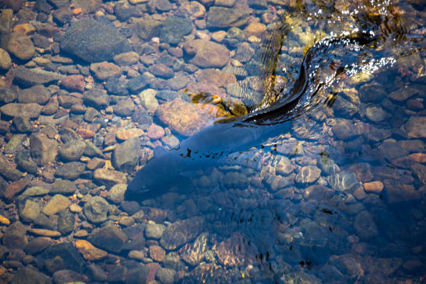 nueva zelanda: longfin eel - saltwater eel fotografías e imágenes de stock