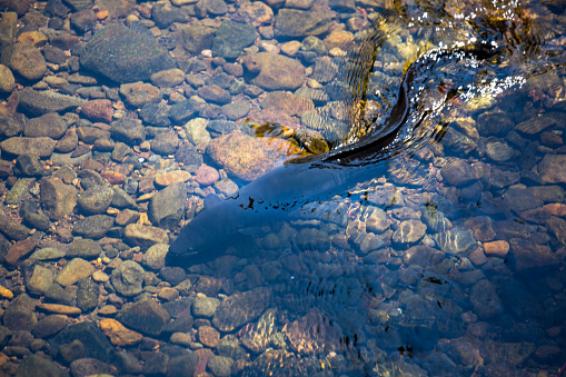 A Longfin Eel (Anguilla dieffenbachia) swimming in a freshwater stream in the Waitakere Ranges. The species is endemic to New Zealand.