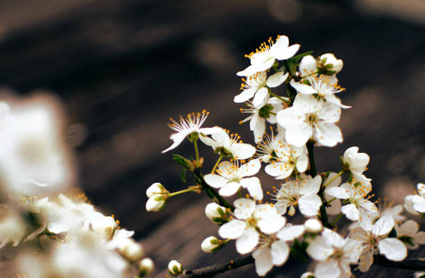 istock Lovely delicate cherry blossom in warm spring weather for background 1212606236