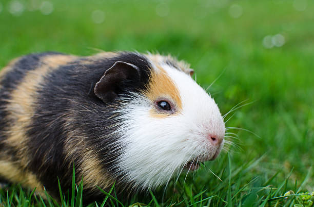 istock Grazing guinea pig on grass on a beautiful sunny spring day 1212606287
