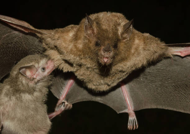 istock Pallas's long-tongued bat 1212606339