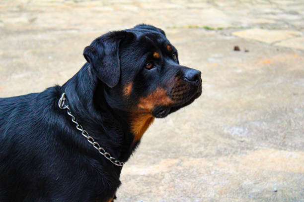 istock Beautiful look of this rottweiler dog 1212606409