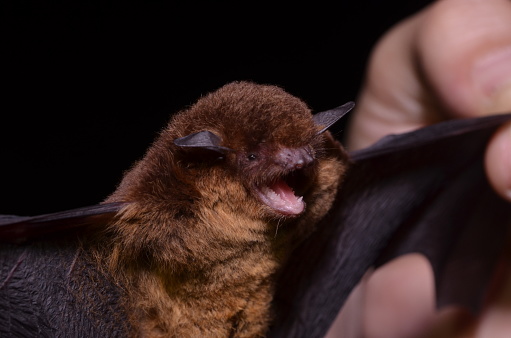 Myotis ruber, is a vesper bat species found in Argentina, Brazil, Paraguay and Uruguay. Listed as Near Threatened because, although the species is still reasonably widely distributed.
