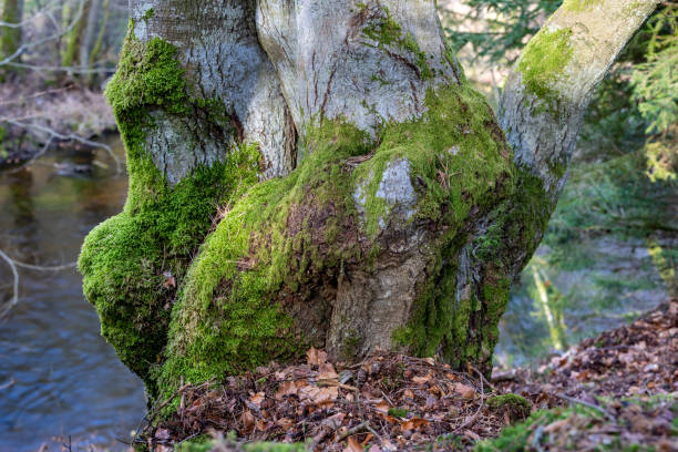 tronco d'albero deciduo deformato. muschio che cresce sulla corteccia di un albero. stagione primaverile. - beech tree wilderness area forest log foto e immagini stock