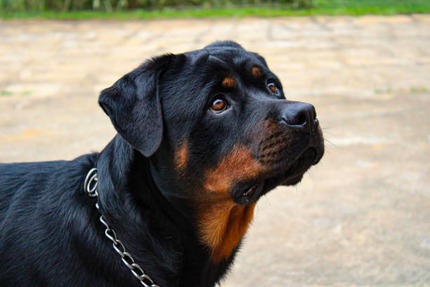 istock Rottweiler dog looking at something with his beautiful brown eyes 1212606565