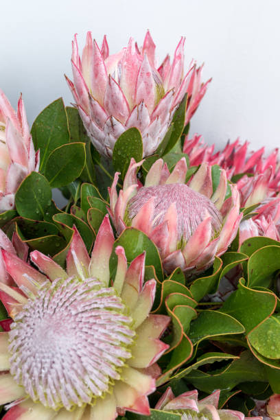 King protea or  protea cynaroides the national flower of South Africa King protea or  protea cynaroides the national flower of South Africa beauty in nature vertical africa southern africa stock pictures, royalty-free photos & images