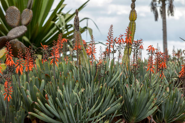 istock Aloe plant in bloom. 1212608273