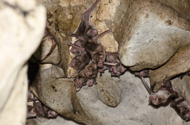 istock Colony of the Common Vampire Bat. 1212608397