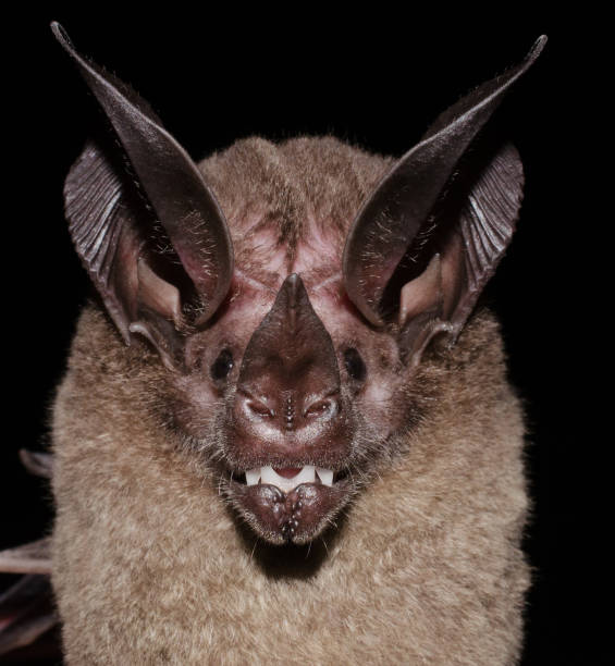 Lophostoma silvicolum is a South and Central American bat species found from Honduras to Bolivia, Paraguay and Brazil. It creates roosts inside the nests of the termite, Nasutitermes corniger. retrato de murciélago de oreja redonda de garganta blanca (lophostoma silvicolum) lophostoma silvicolum es una especie de murciélago sur y centroamericano que se encuentra desde honduras hasta bolivia, paraguay y brasil. crea dormideros dentro de los ni