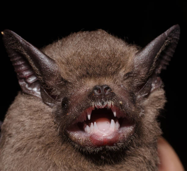 istock The greater dog-like bat 1212608660
