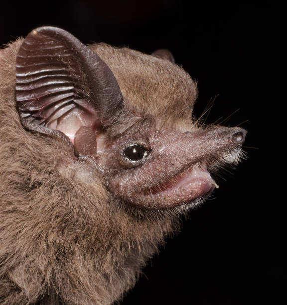 istock The greater dog-like bat 1212608709