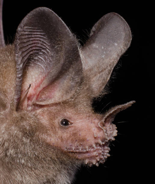 The fringe-lipped bat Trachops cirrhosus is a leaf-nosed bat from southern Mexico to Bolivia. Is an opportunistic foliage gleaning omnivore eating mainly insects , lizards, frogs, fruits, and seeds. echolocation photos stock pictures, royalty-free photos & images