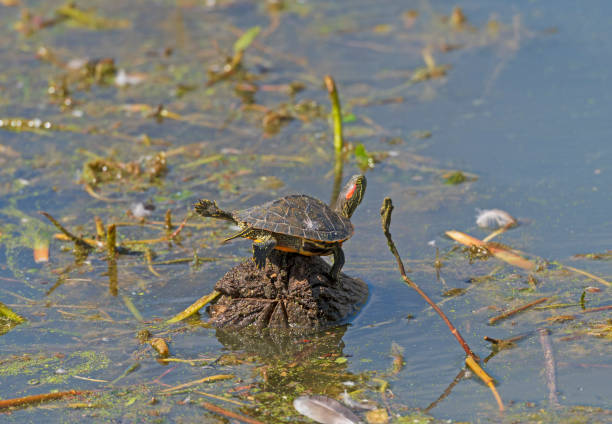 istock Red Eared Slider Turtle Trying to Fly 1212609437