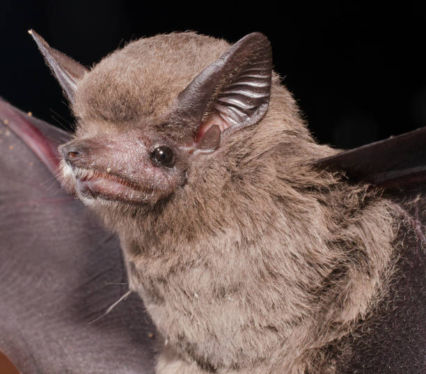 istock The greater dog-like bat 1212609491