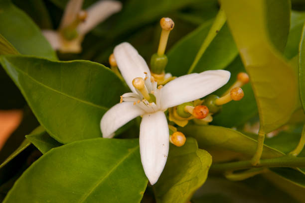 istock Orange blossom in Andalusia 1212609496
