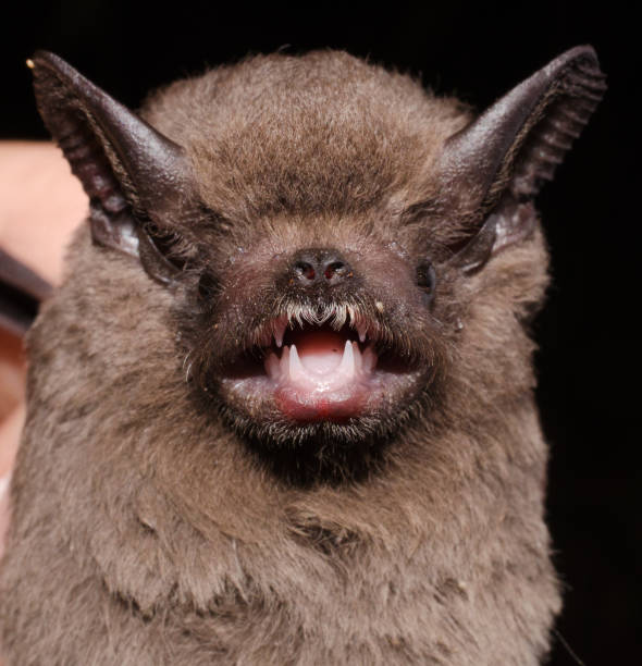 istock The greater dog-like bat 1212609498