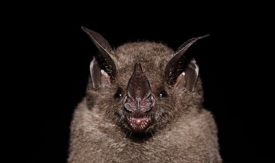 Carollia perspicillata is a common and widespread bat species in the family Phyllostomidae.They are found in Central America, South America, and in the Antilles islands.