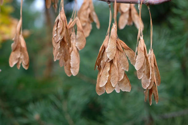 dry maple seeds hanging on a branch in the autumn season close-up.