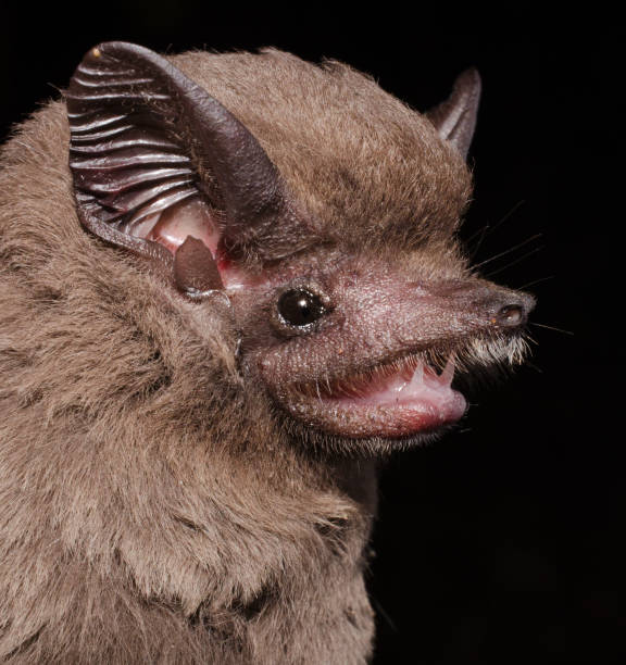 istock The greater dog-like bat 1212609665