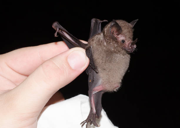 istock captured bat, Seba's Short-tailed Bat (Carollia perspicillata) Brillenblattnase 1212609668