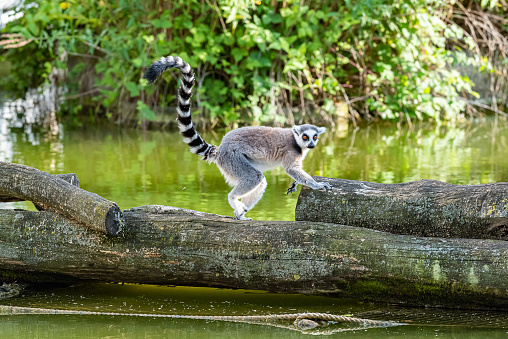 Ring-tailed lemur (Lemur catta), Zanzibar, Tanzania.