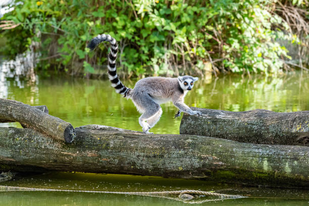 Ring tailed lemur The ring-tailed lemur (Lemur catta) is a large strepsirrhine primate and the most recognized lemur due to its long, black and white ringed tail lemur catta stock pictures, royalty-free photos & images