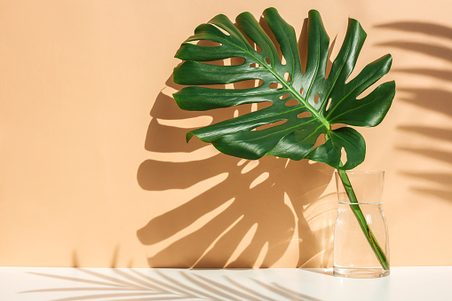 Monstera leaves in glass jug with sunlight and long shadow on wall.tropical nature and house decorative ideas