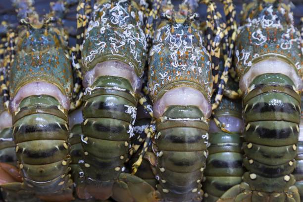 istock Green Lobsters Fresh Seafood on Sale 1212610942