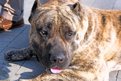 Dogo Canario close-up. The dog is light brown with black hair. Dogo Canario looks into the frame with kind eyes, opening his mouth and sticking out his tongue.