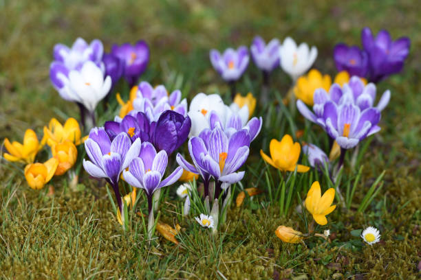 Crocuses in spring in Salzkammergut (Upper Austria)