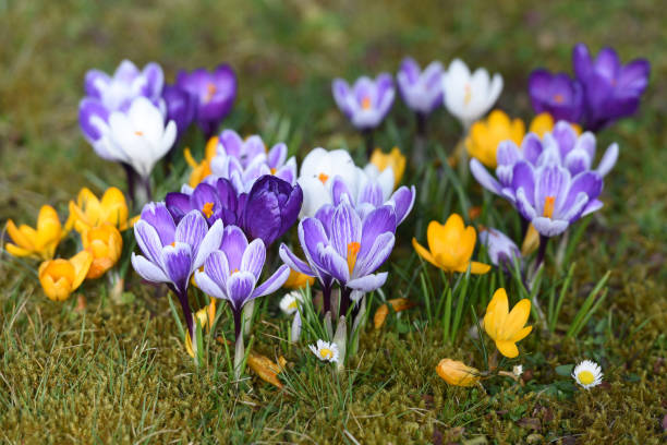 крокусы весной в зальцкаммергуте (верхняя австрия) - species crocus стоковые фото и изображения