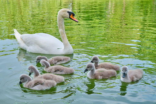 Mute swan (Cygnus olor) mother with seven cygnets swim on a pond - close up.