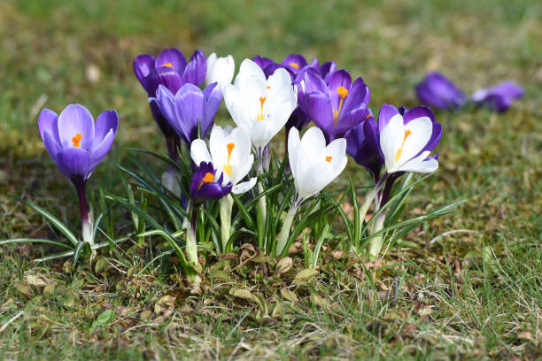 istock Crocuses in spring in Salzkammergut (Upper Austria) 1212613012