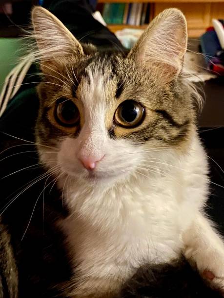 istock Luna, 7 months old female cat 1212613777