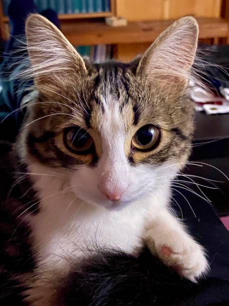 istock Luna, 7 months old female cat 1212613781