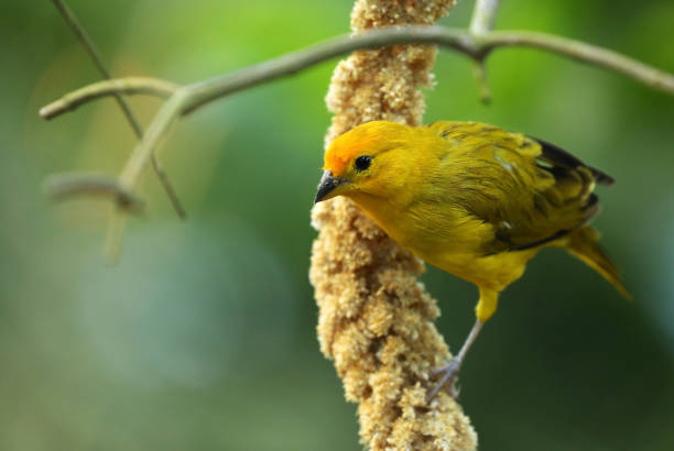 istock Saffron finch 1212613852