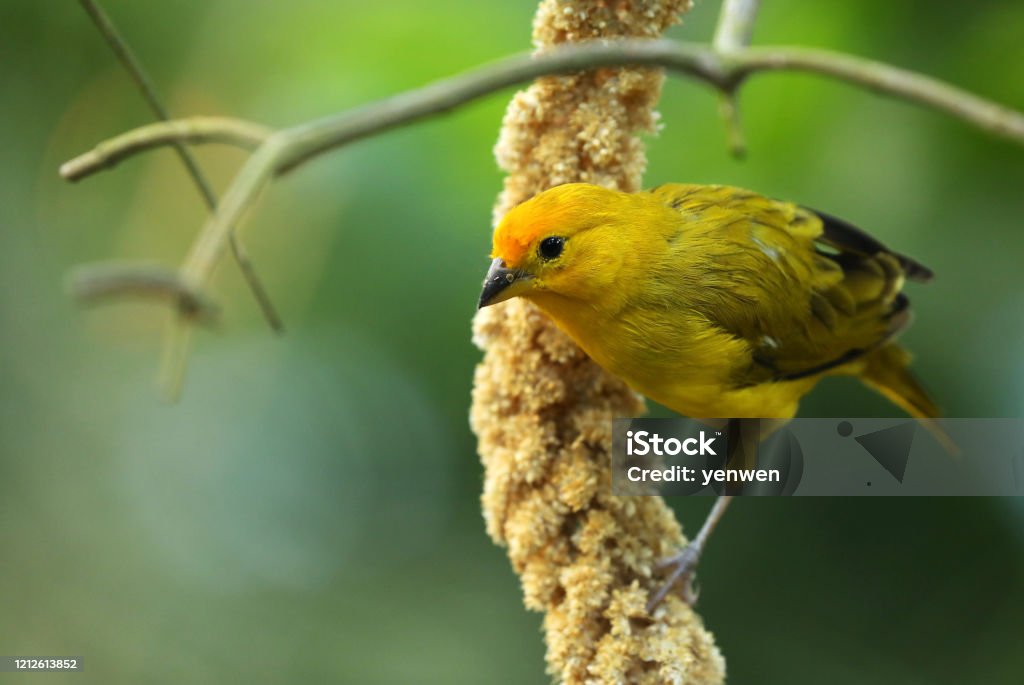 Saffron finch Saffron finch 
The saffron finch (Sicalis flaveola) is a tanager from South America that is common in open and semi-open areas in lowlands outside the Amazon Basin. Animal Stock Photo